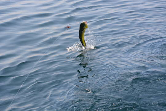 Image of dolphinfishes