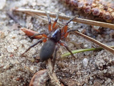 Image of Gnaphosa bicolor (Hahn 1833)