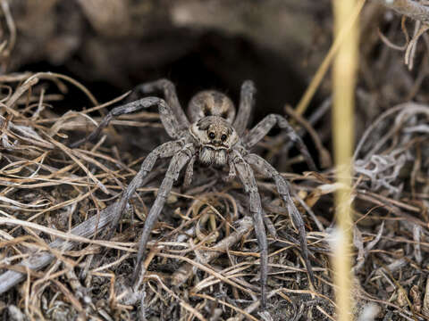 Image of Lycosa praegrandis C. L. Koch 1836