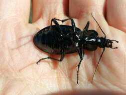 Image of Carabus (Macrothorax) rugosus Fabricius 1792