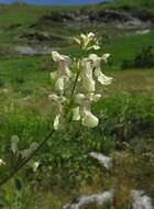 Image of Stachys recta subsp. labiosa (Bertol.) Briq.