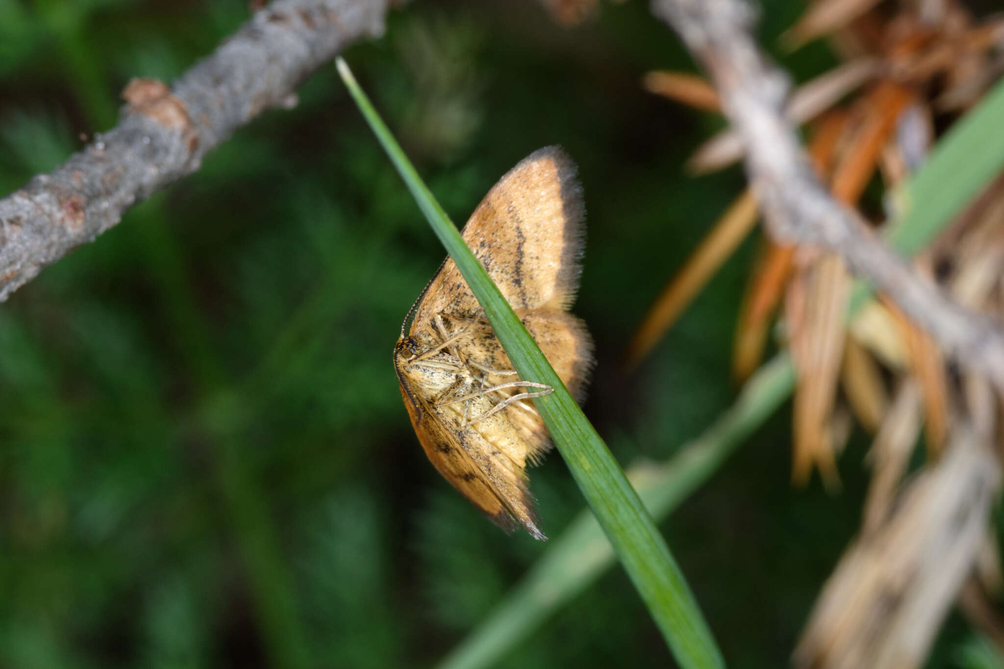 Image of Idaea flaveolaria