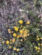 Vachellia vernicosa (Britton & Rose) Seigler & Ebinger resmi