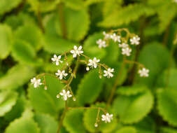 Sivun Saxifraga polita (Haw.) Link kuva