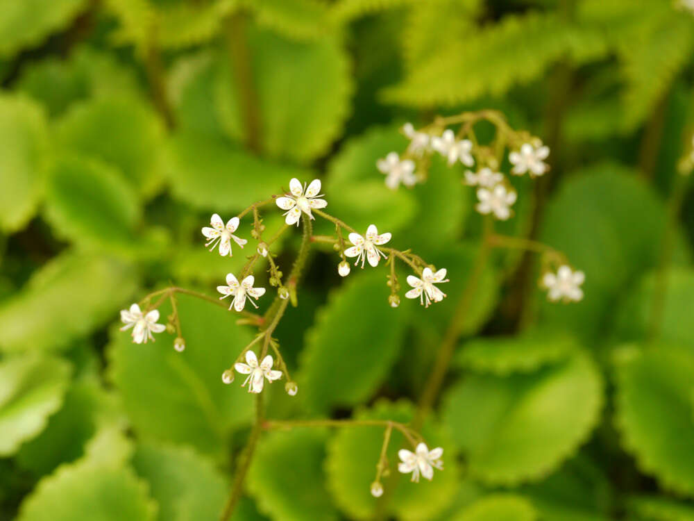 Sivun Saxifraga polita (Haw.) Link kuva