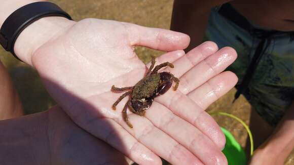 Image of Yellow Round Crab