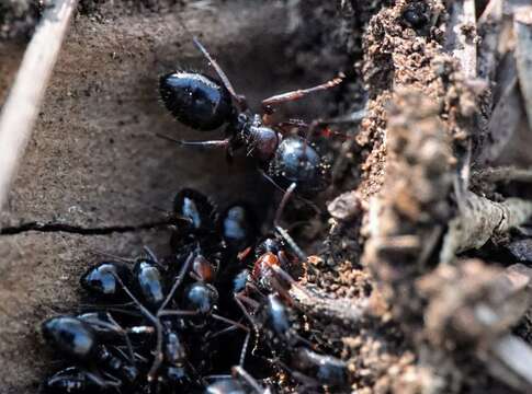 Plancia ëd Camponotus dalmaticus (Nylander 1849)