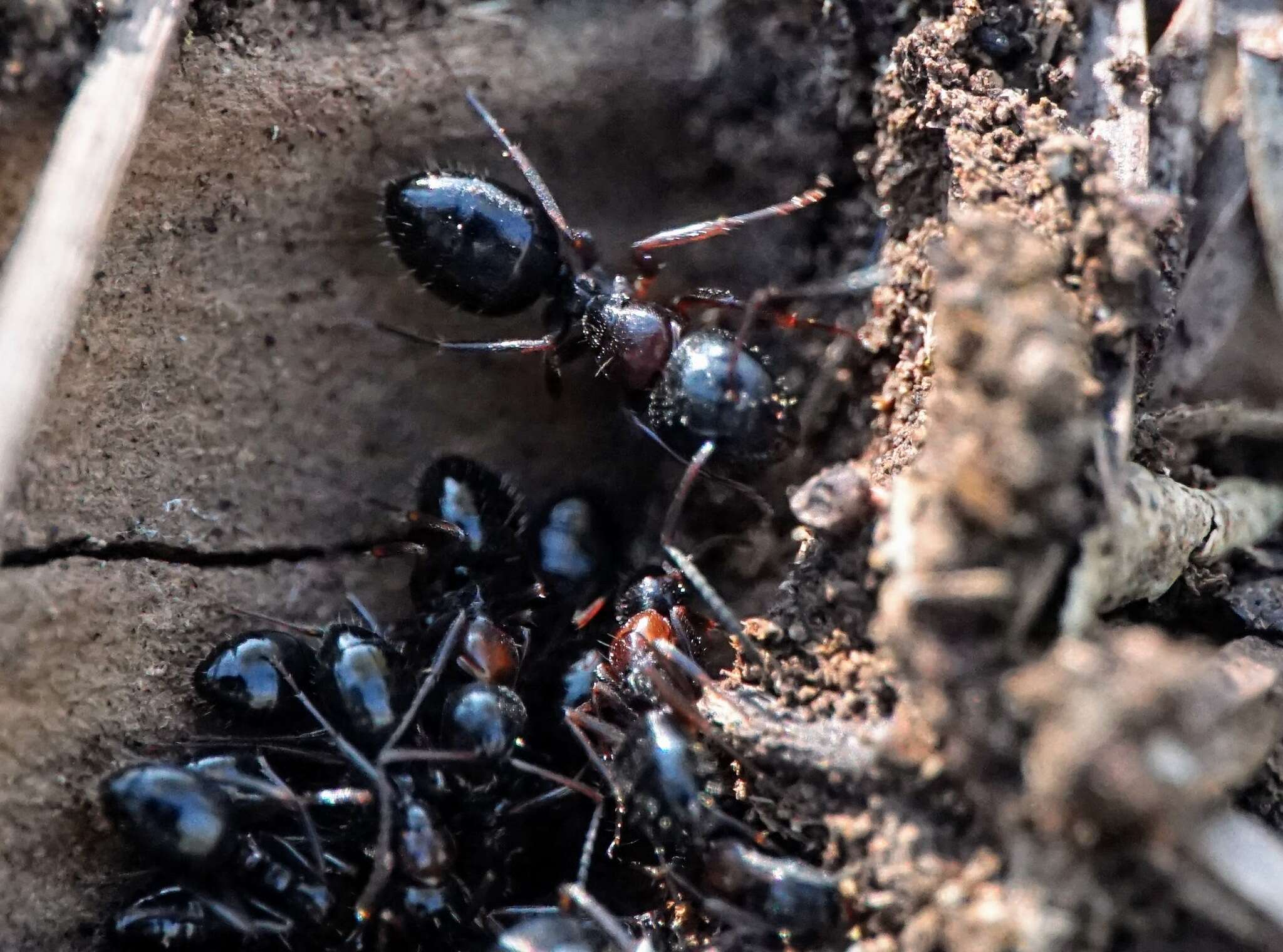 Plancia ëd Camponotus dalmaticus (Nylander 1849)