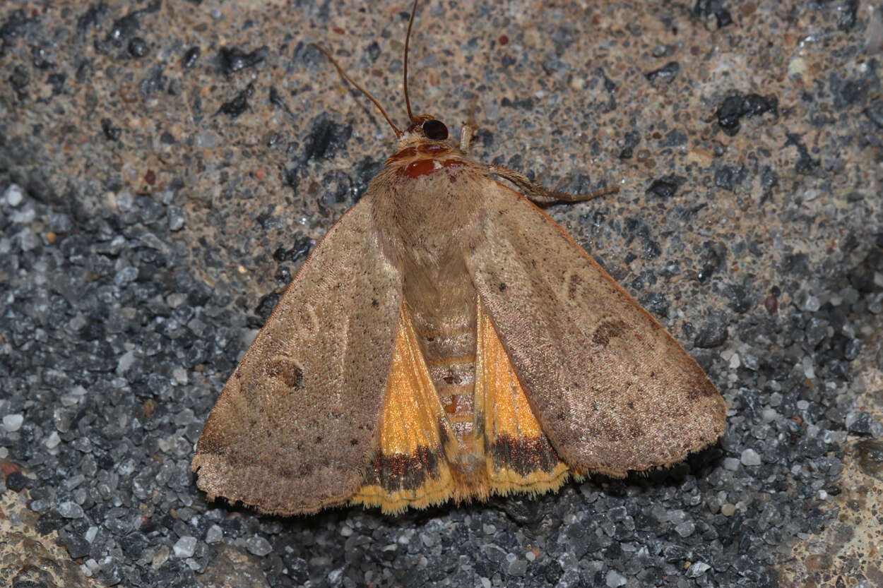 Image of lesser yellow underwing