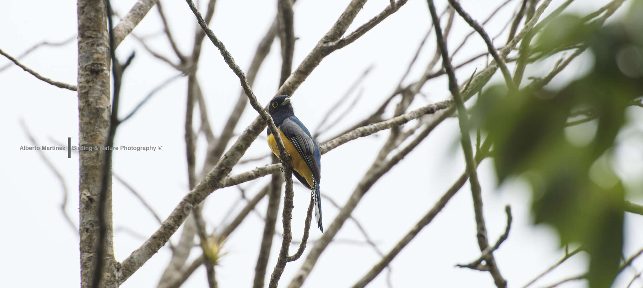 Image of Gartered Trogon