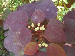 Image of Mexican shrubby spurge