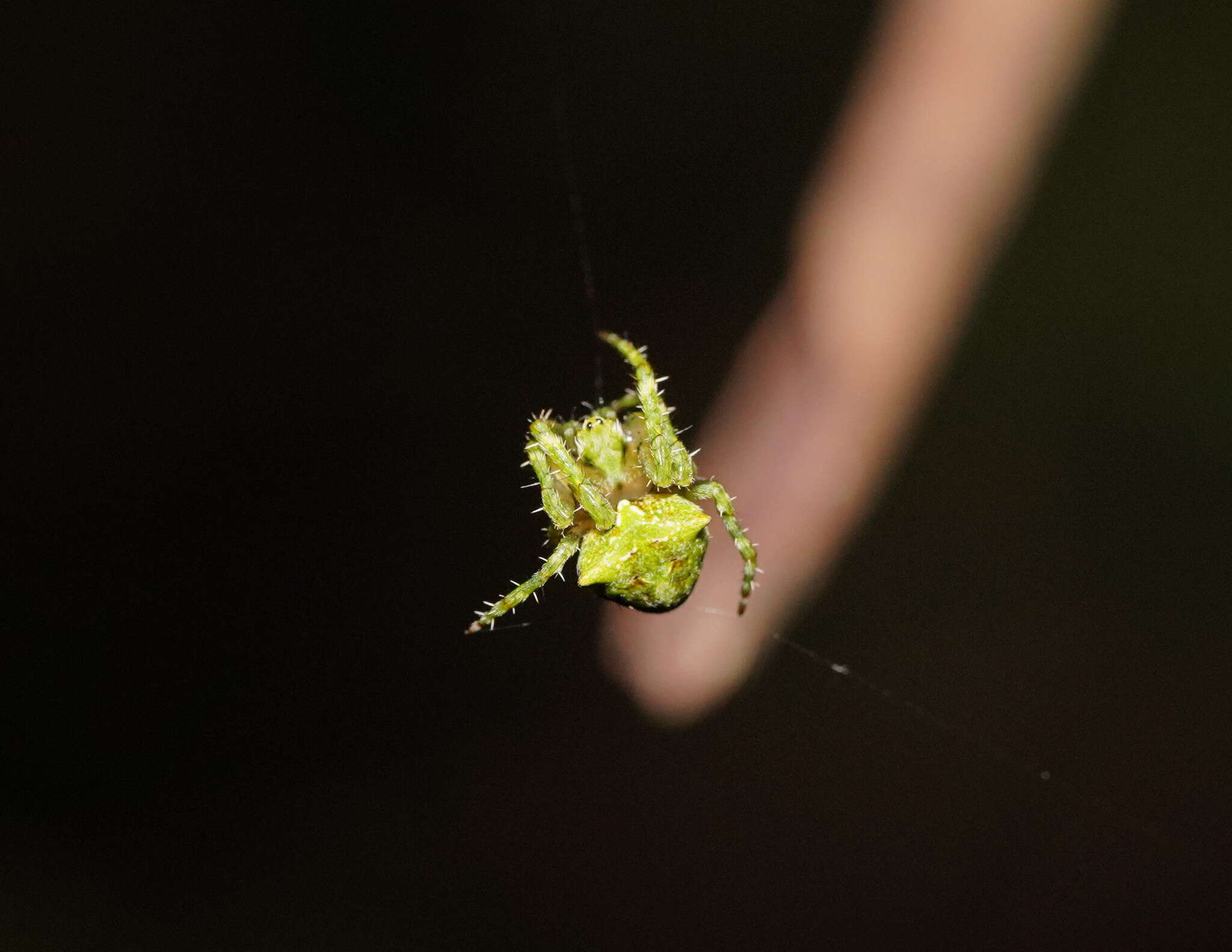 Image of Novaranea courti Framenau 2011