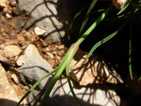 Image of Dianthus siculus C. Presl