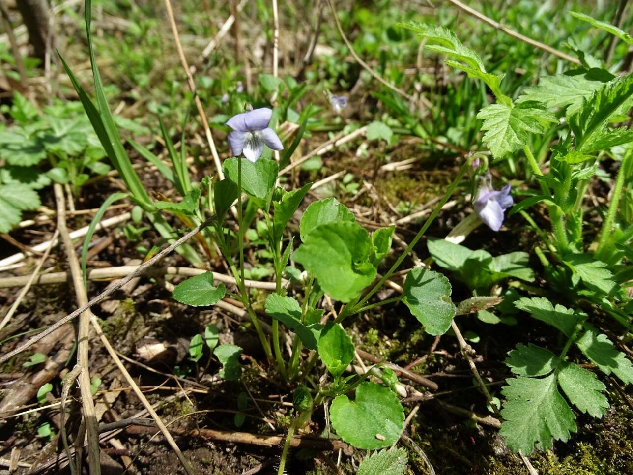 Image of alpine violet