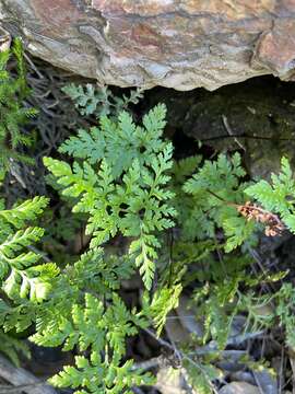 Image of California lacefern