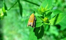 Image of Lathronympha