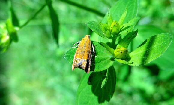 Image of Lathronympha