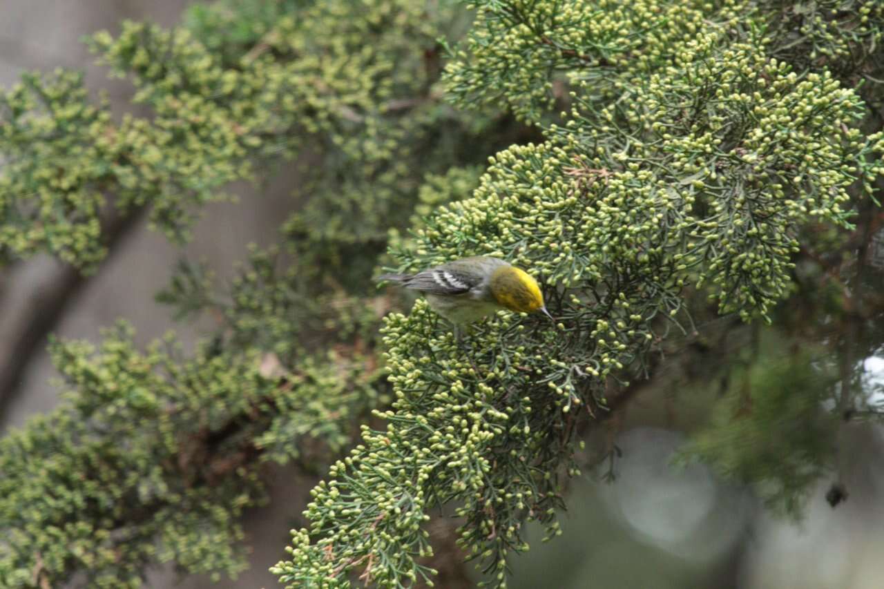 Image of Hermit Warbler