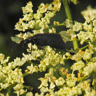 Image of Punctate Blister Beetle