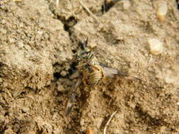 Image of Horse-fly