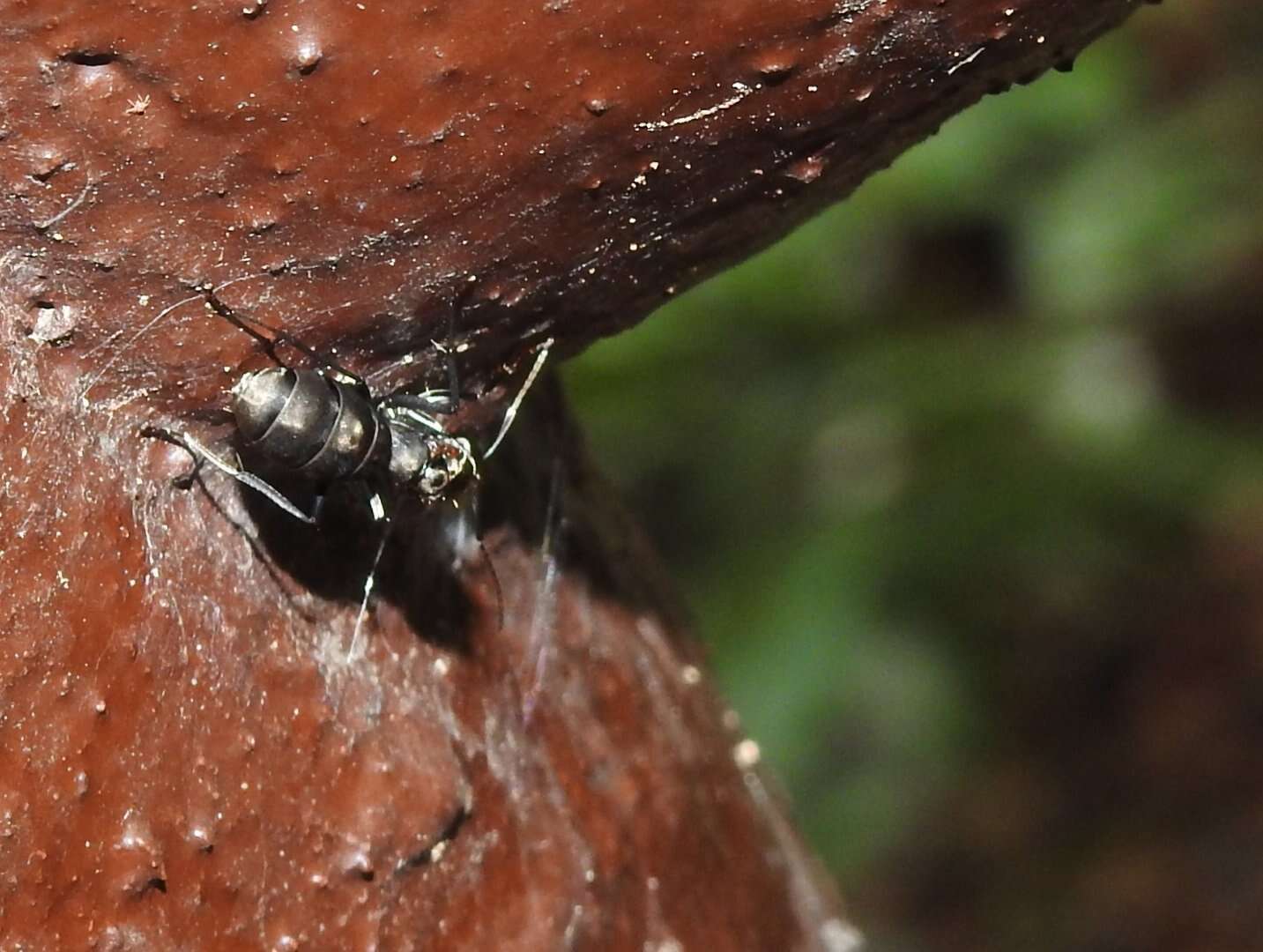 Image of Camponotus parius Emery 1889