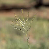 Plancia ëd Bothriochloa ewartiana (Domin) C. E. Hubb.