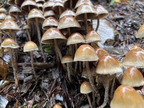 Image of Hypholoma dispersum Quél. 1872