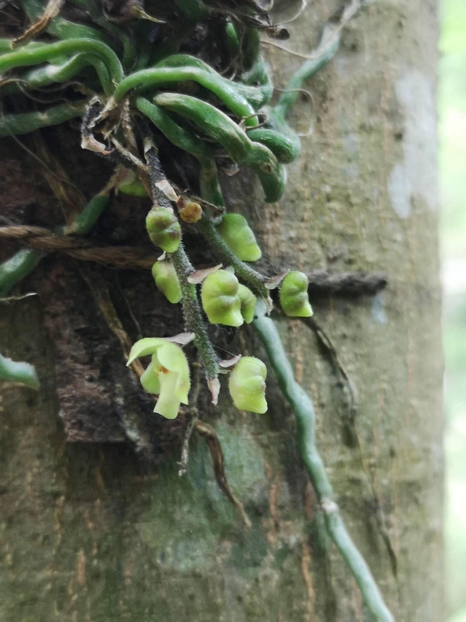 Image of Chiloschista segawae (Masam.) Masam. & Fukuy.