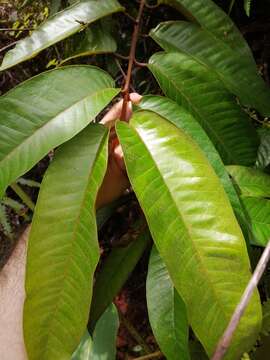 Слика од Vismia macrophylla Kunth