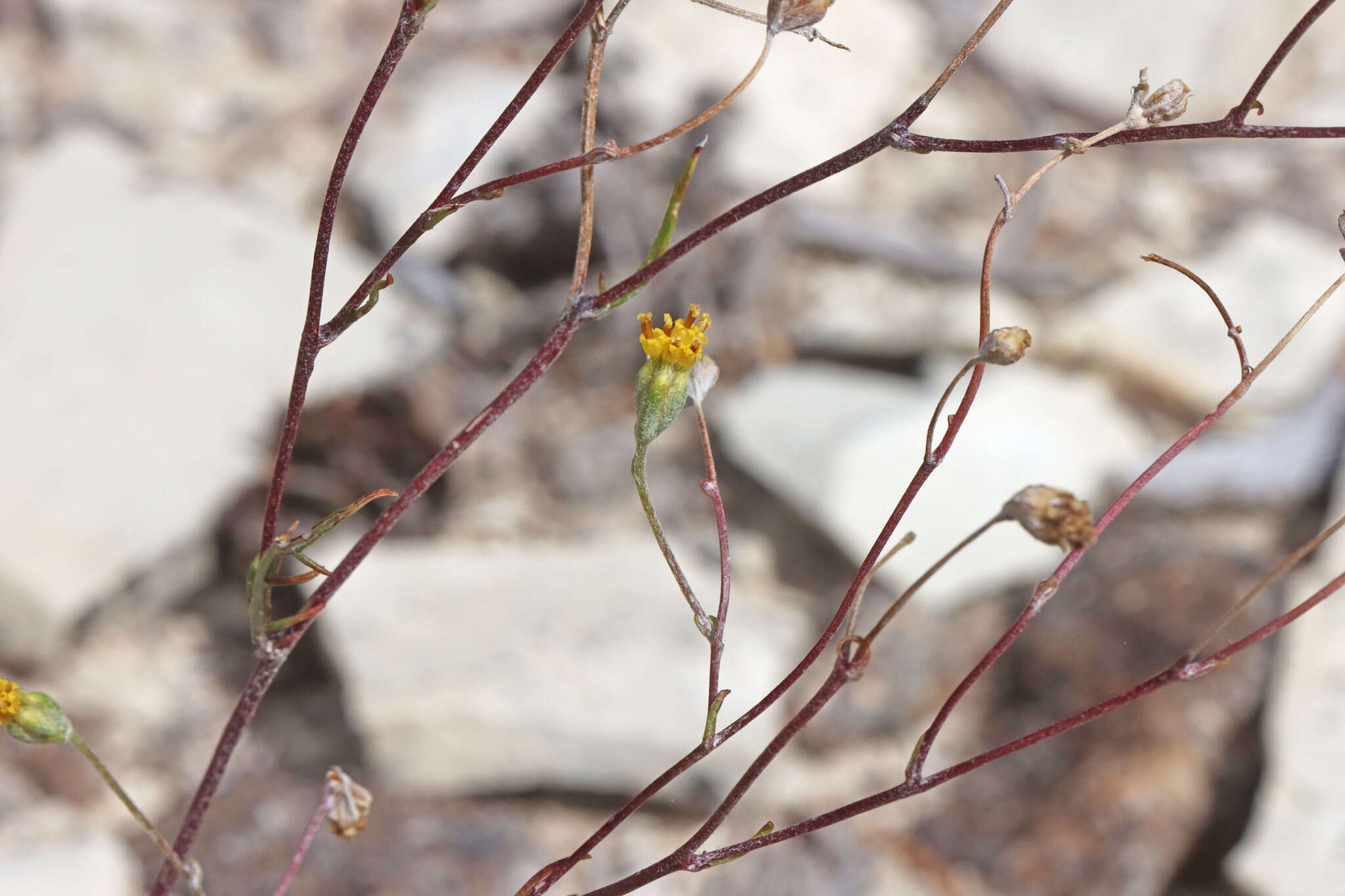 Image of fineleaf hymenopappus