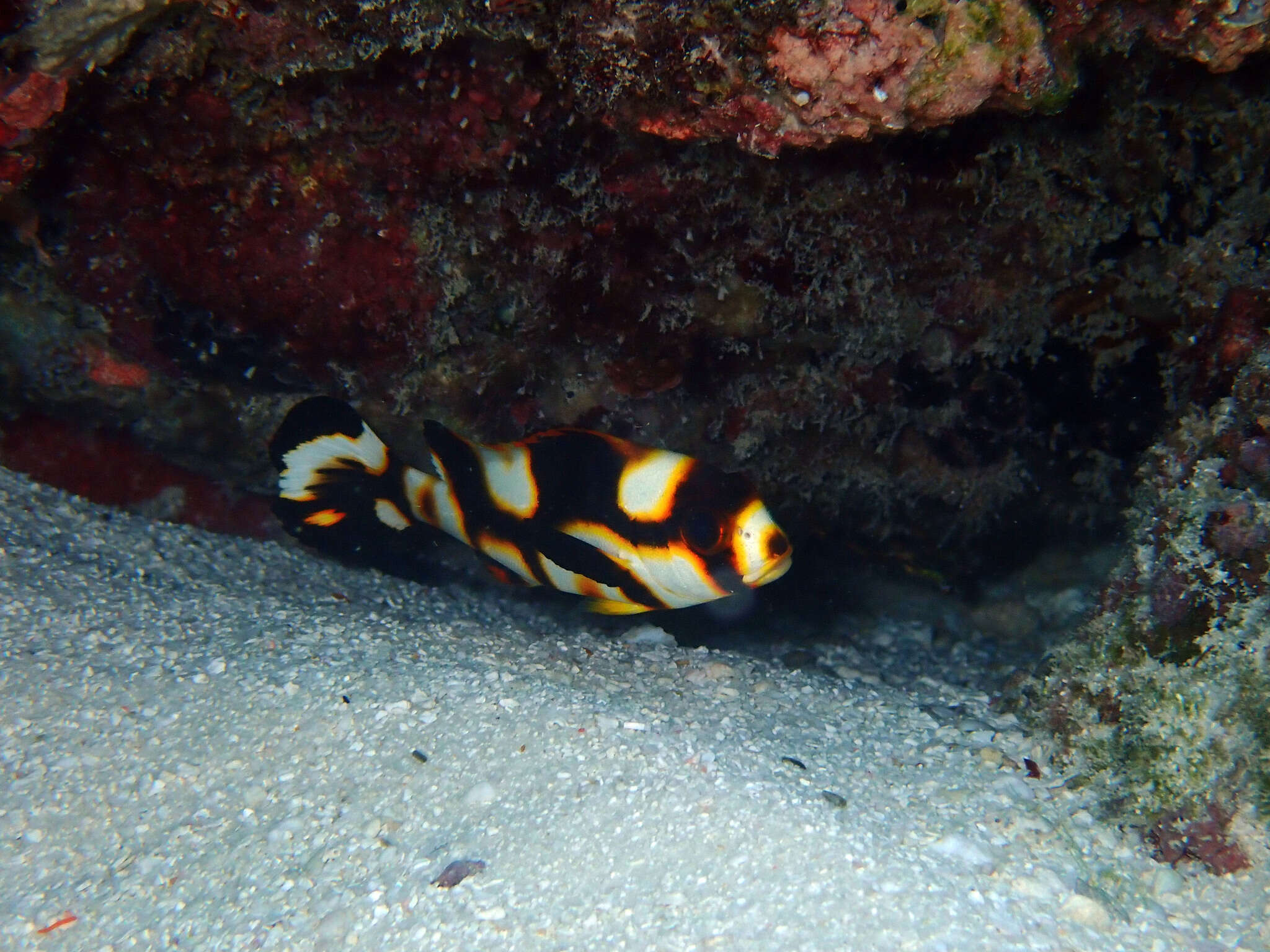 Image of Indian Ocean oriental sweetlips