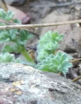 Image of Pelargonium xanthopetalum E. M. Marais