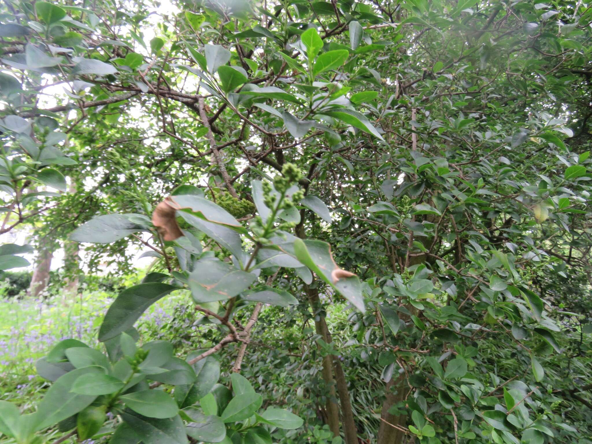 Image of California privet