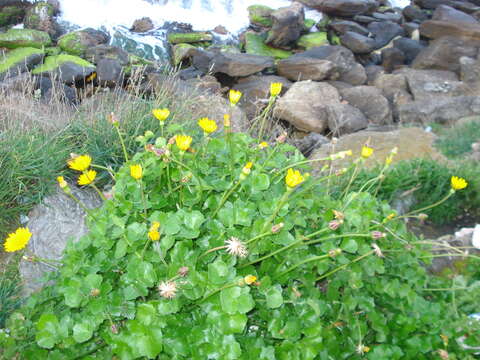 Image of Hyoseris lucida L.