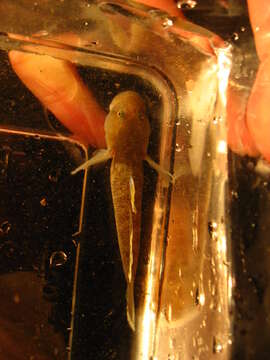 صورة Rhinogobius rubromaculatus Lee & Chang 1996