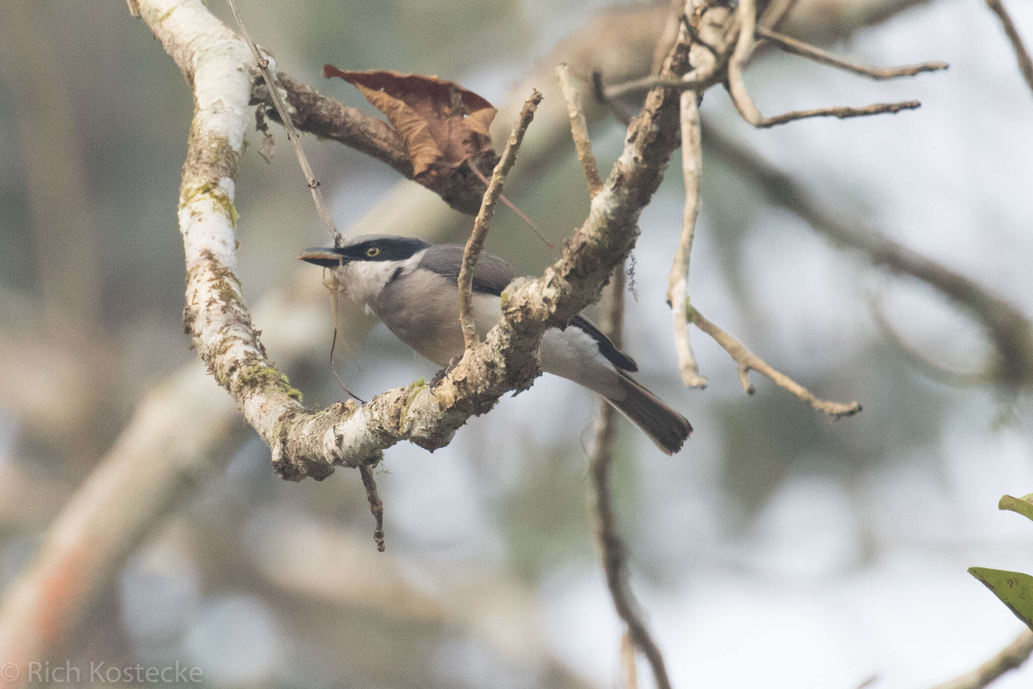 Image of Malabar Woodshrike