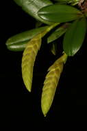 Imagem de Bulbophyllum occultum Thouars