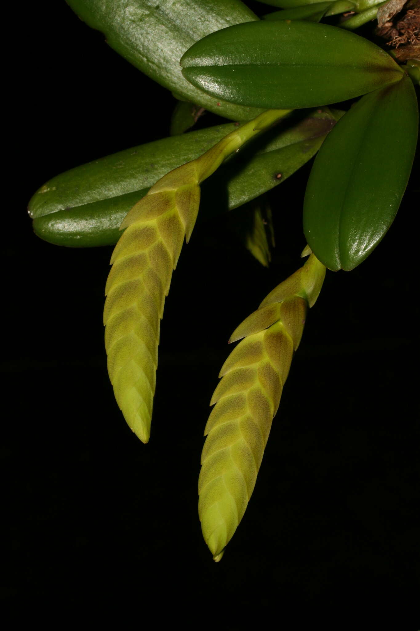 Imagem de Bulbophyllum occultum Thouars