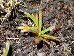 Image of Abrotanella fertilis U. Swenson