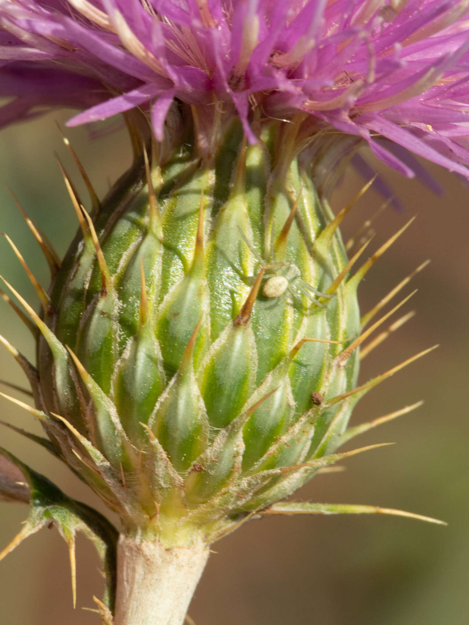 Image of Wheeler's thistle