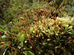 Image of woolly apple-moss