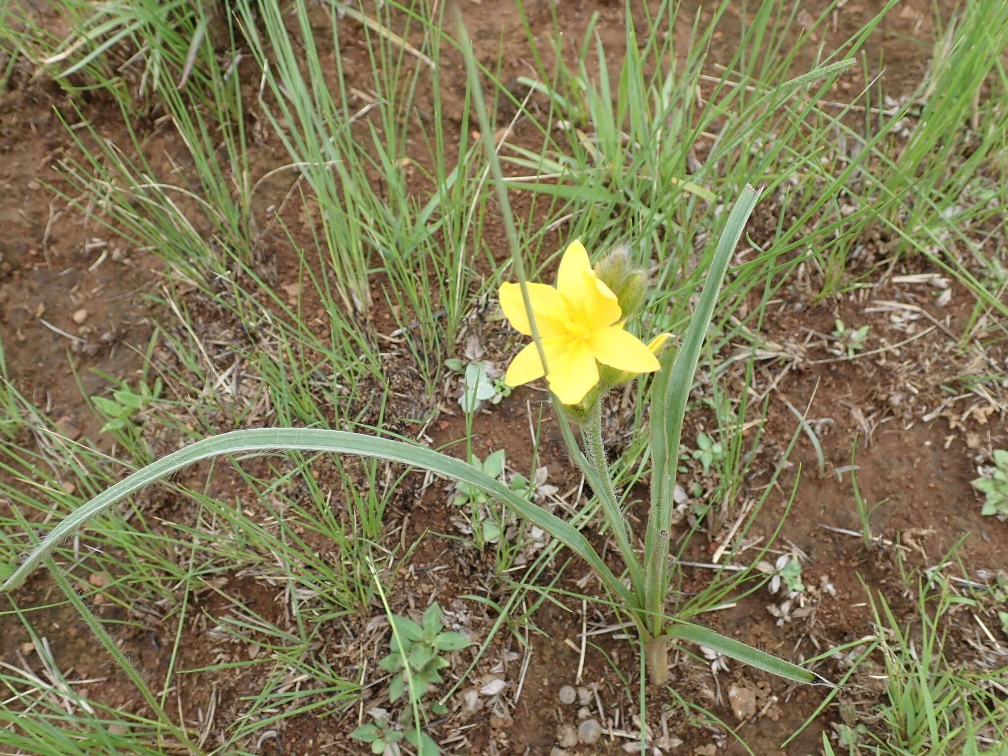 Image of Hypoxis rigidula Baker