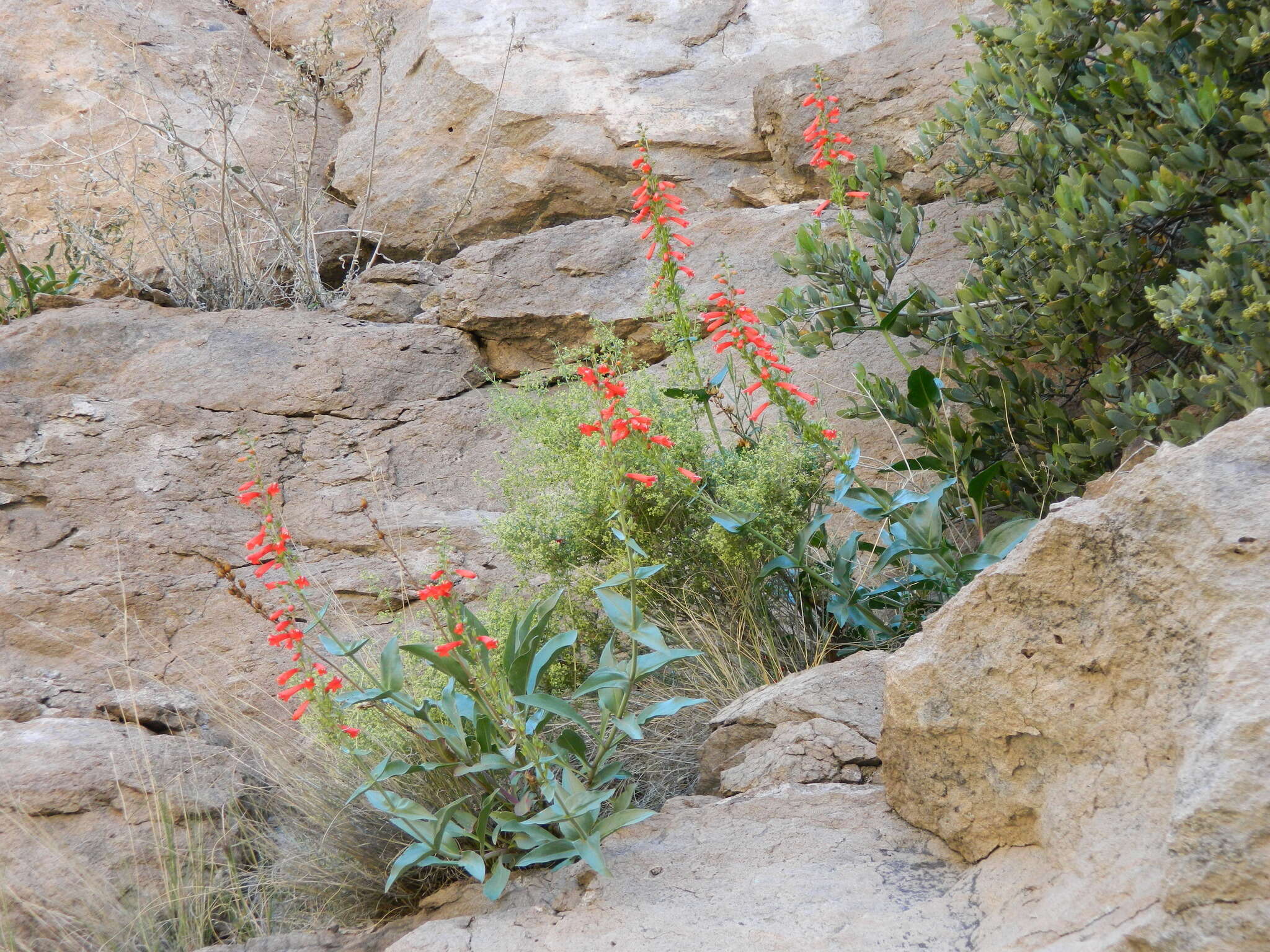 Image of firecracker penstemon