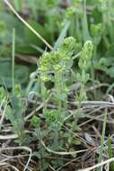 Image of Cruciata glabra subsp. krylovii (Iljin) E. G. Naumova