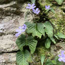 Image of Streptocarpus silvaticus Hilliard