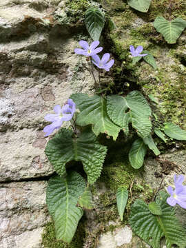 Streptocarpus silvaticus Hilliard resmi