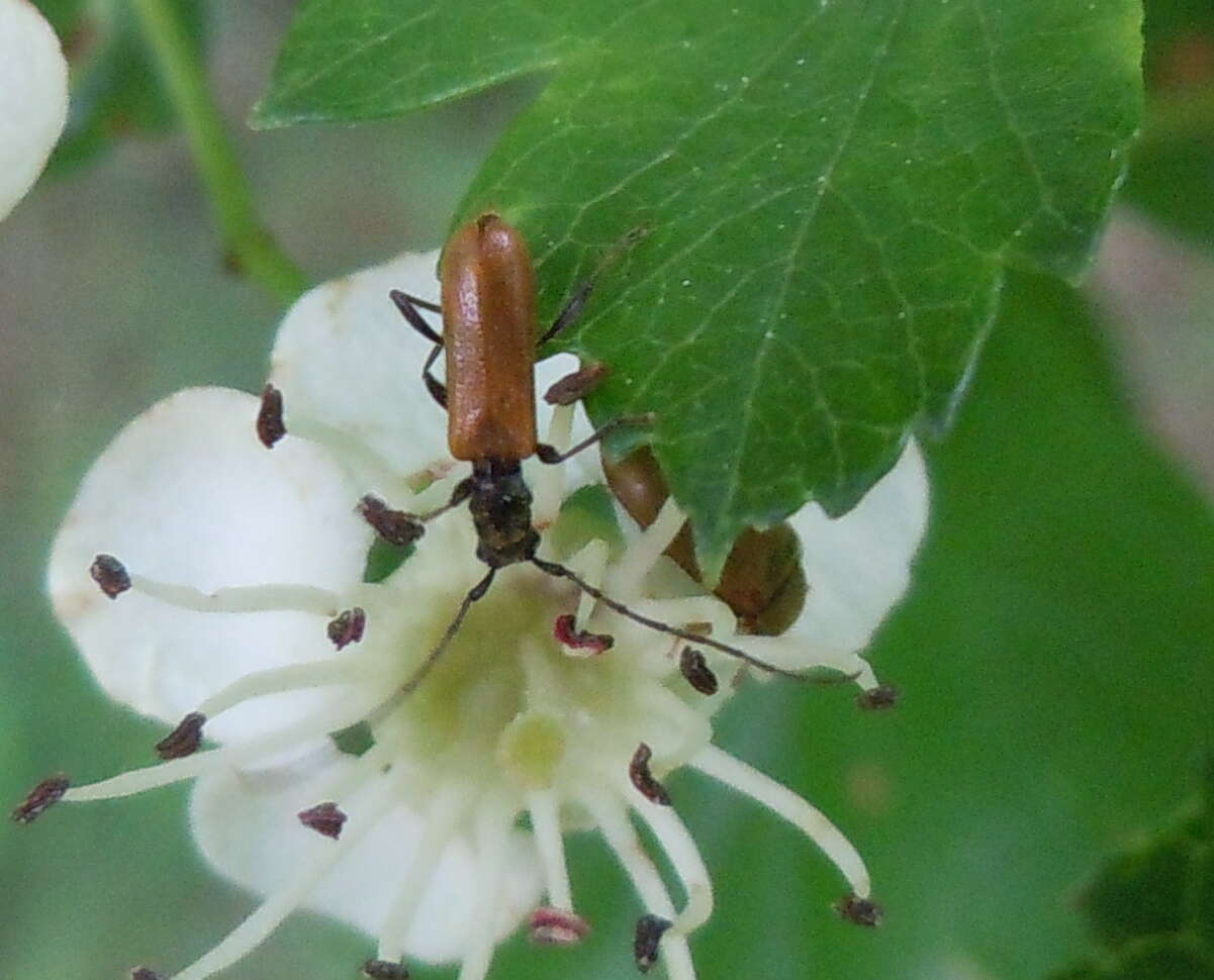 Image of Stenhomalus (Obriopsis) bicolor (Kraatz 1862)