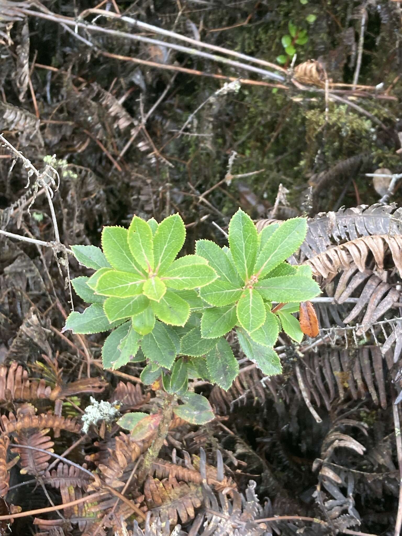 Vaccinium dentatum Sm.的圖片