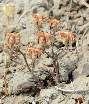 Слика од Fritillaria karelinii (Fisch. ex D. Don) Baker