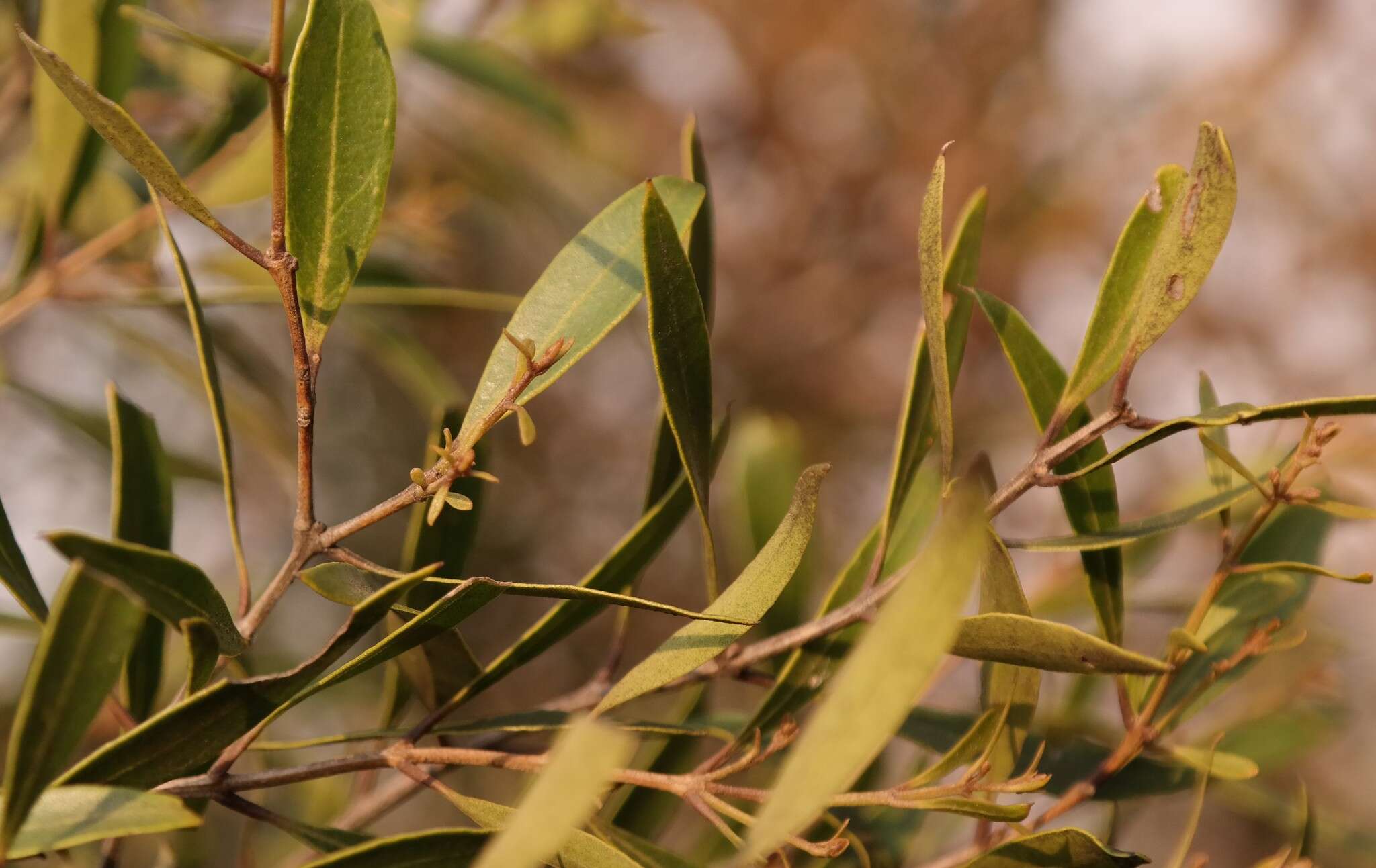 Image of Olea chimanimani Kupicha